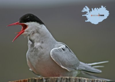 Küstenseeschwalbe - Westfjorde