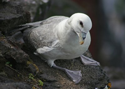 Eissturmvogel - Nordost-Island