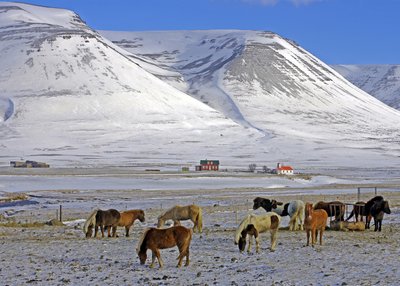 Islandpferde - Nord-Island