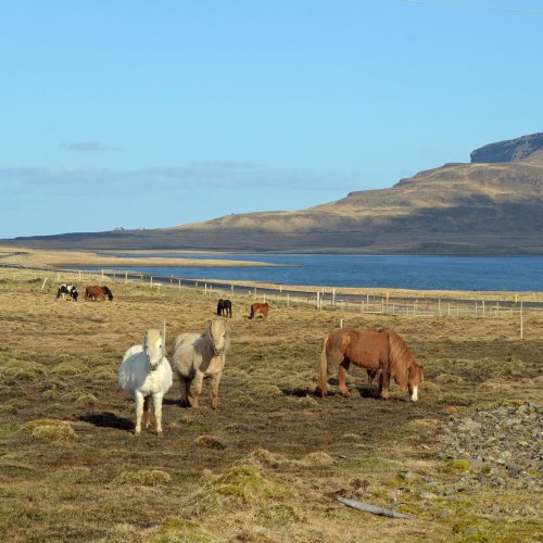 Islandpferde - Snæfellsnes