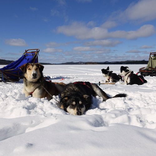 Die Huskies während ihrer verdienten Pause im Schnee.