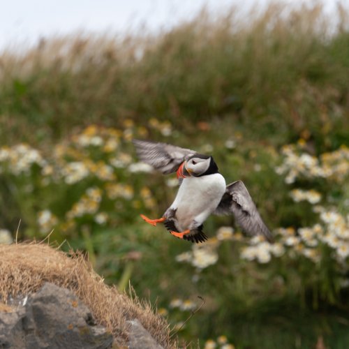 Papageitaucher im Anflug