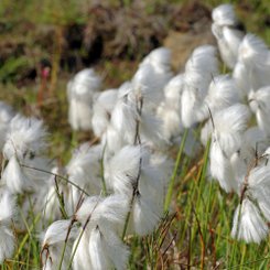 Wollgras - Nord-Island