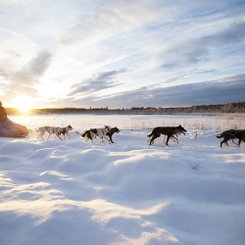 Winterlandschaft und Wintersonne mit Hundeschlitten