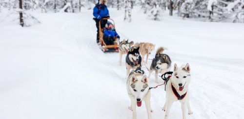 Hundeschlitten mit 6 Huskies in verschneiter Landschaft