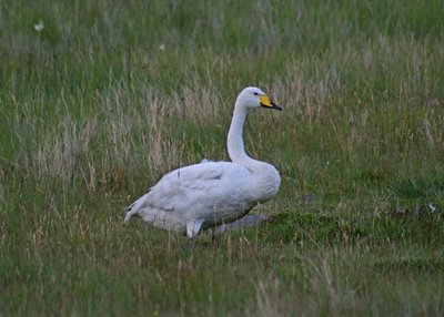 Singschwan - Südwest-Island