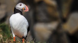 Der Papageientaucher ist in vielen der Nordländer zu finden