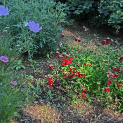 Botanischer Garten - Akureyri
