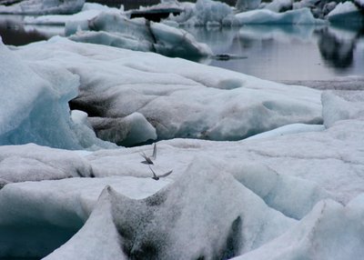 Jökulsárlón - Südost-Island