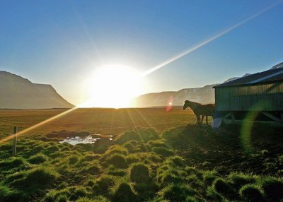 Islandpferd - Westfjorde