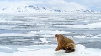 Walross vor dem Eismeer in Svalbard