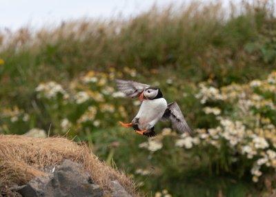 Papageitaucher im Anflug