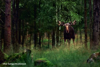 Ein Elch steht in einem dunkelgrünen Wald