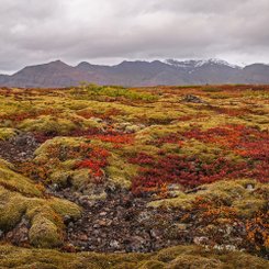 Herbstliche Landschaft in rot und orange mit schneebedeckten Bergen im Hintergrund