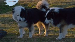 Hunde - Süd-Island