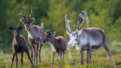 Rentiere in Lappland