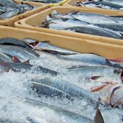 Frischer Fisch - Reykjanes