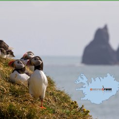 Papageientaucher - Süd-Island