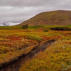 Ein Weg von Schafen gemacht schlängelt sich zwischen buntem Heidekraut durch die herbstliche Landschaft.