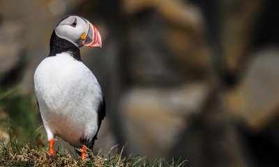 Der Papageientaucher ist in vielen der Nordländer zu finden