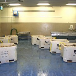 Fischfabrik - Flateyri - Westfjorde