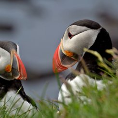 Papageitaucher - Westfjorde