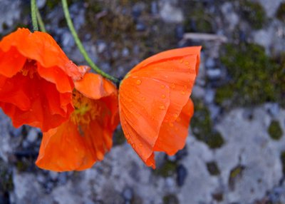 Arktischer Mohn - Westfjorde