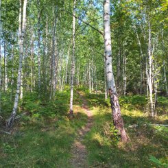Wanderweg durch einen schedischen Birkenwald