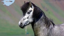 Islandpferd - Island