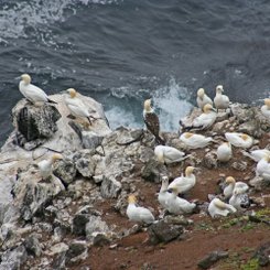 Basstölpel - Nordost-Island