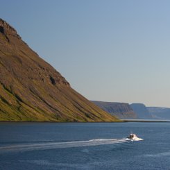 Hornstrandir - Westfjorde