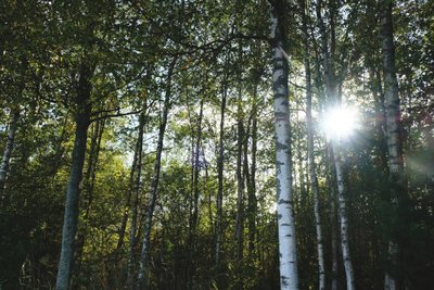 Birkenwald im Mariebergsskogen in Karlstad