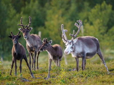 Rentiere in Lappland