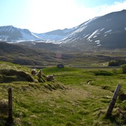 Bjarnadal - Westfjords