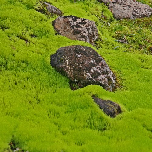 Moos - Nord-Island