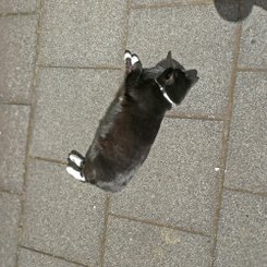 Katze - Reykjavík
