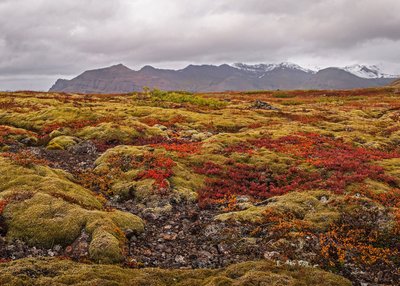 Herbstliche Landschaft in rot und orange mit schneebedeckten Bergen im Hintergrund