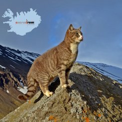 Kísa - Westfjorde