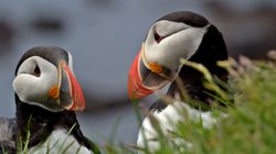 Papageitaucher - Westfjorde
