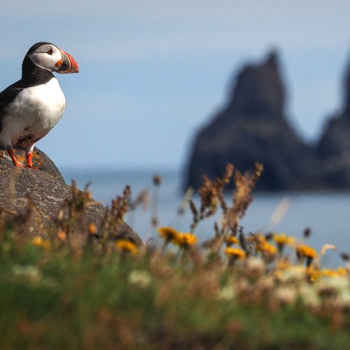 Papageientaucher - Süd-Island