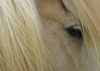 Islandpferd im Profil
