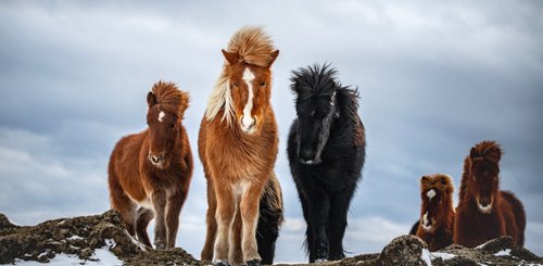 Islandpferde in Winterfell