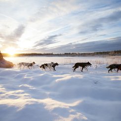 Winterlandschaft und Wintersonne mit Hundeschlitten