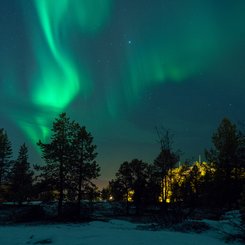 Nordlicht über einer Baumgruppe im Schnee