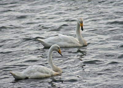 Singschwäne - Südost-Island