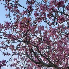 Kirschblüte - Kiel
