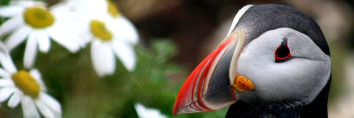 Nicht selten anzutreffen beim Urlaub in Island - Papageitaucher vor Blumen an Steilküsten