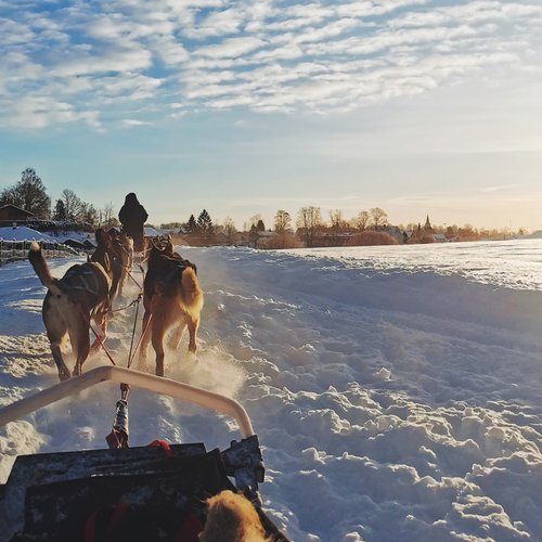 Ausflug mit dem Hundeschlitten im winterlichen Norwegen