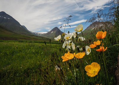 Islandmohn - Skeid - Svarfadardalur