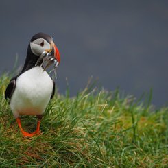 Papageientaucher